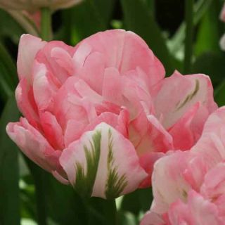 Tulipe double tardive Finola