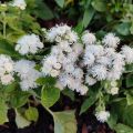 Ageratum Cushion White - Agérate du Mexique