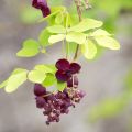 Akebia quinata