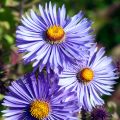 Aster novae angliae Barrs Blue - Aster grand d'automne