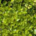 Griselinia littoralis - Griselinie du littoral