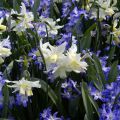 Narcisse Toto