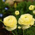 Renoncule des fleuristes Vortex F1 Lemonade - Ranunculus hybrida
