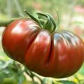 Tomate Russe rouge - Tomate ancienne - Plants de tomate