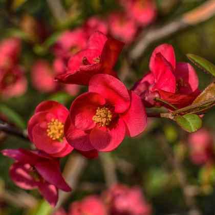 10 arbustes à floraison de début de printemps
