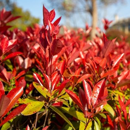 5 arbustes pas cher pour un beau jardin à petit prix
