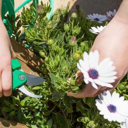 6 bonnes raisons de tailler les fleurs fanées