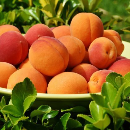Comment faire sécher des abricots ?