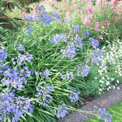 Agapanthes : 6 idées d'associations réussies