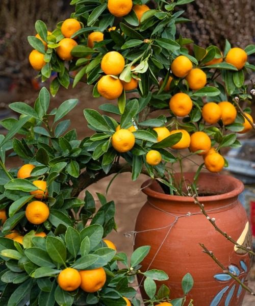 Craquez pour les agrumes !