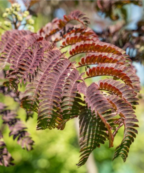 Albizia julibrissin Evey's Pride