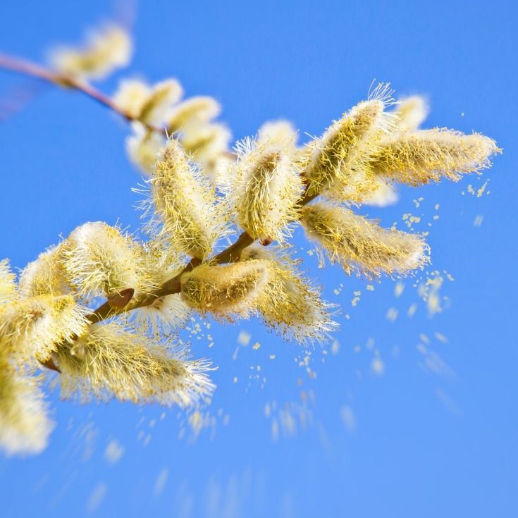 Allergie au pollen : que planter dans son jardin ?