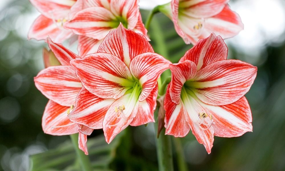 Craquez pour les Amaryllis et fleurissez votre intérieur en hiver !