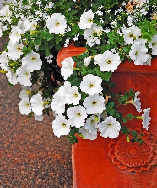 Les fleurs annuelles en minimottes sont de retour !