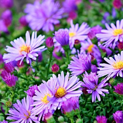 Que faire au jardin en septembre ?