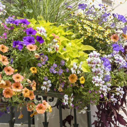 Les meilleures plantes pour créer un coin de campagne sur votre balcon
