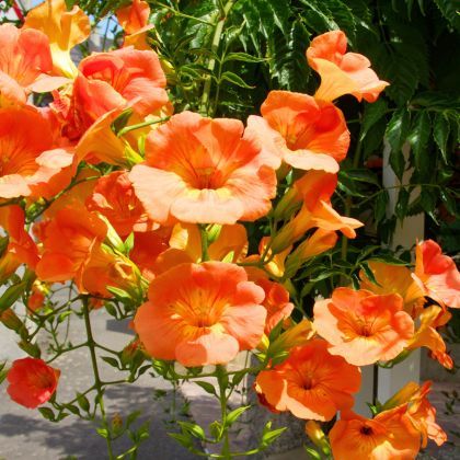 6 plantes grimpantes idéales pour ombrager une terrasse