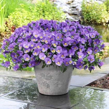 Les bisannuelles ou annuelles d’automne : à planter dès septembre au jardin !