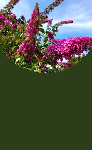 Cerisier à fleurs du Japon Nigra, Prunus Cerasifera - Déco du Jardin à Reims