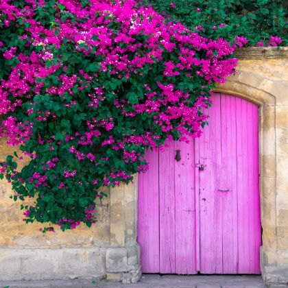 Quel bougainvillier planter selon votre région ?