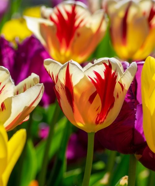 Bulbes à floraison printanière