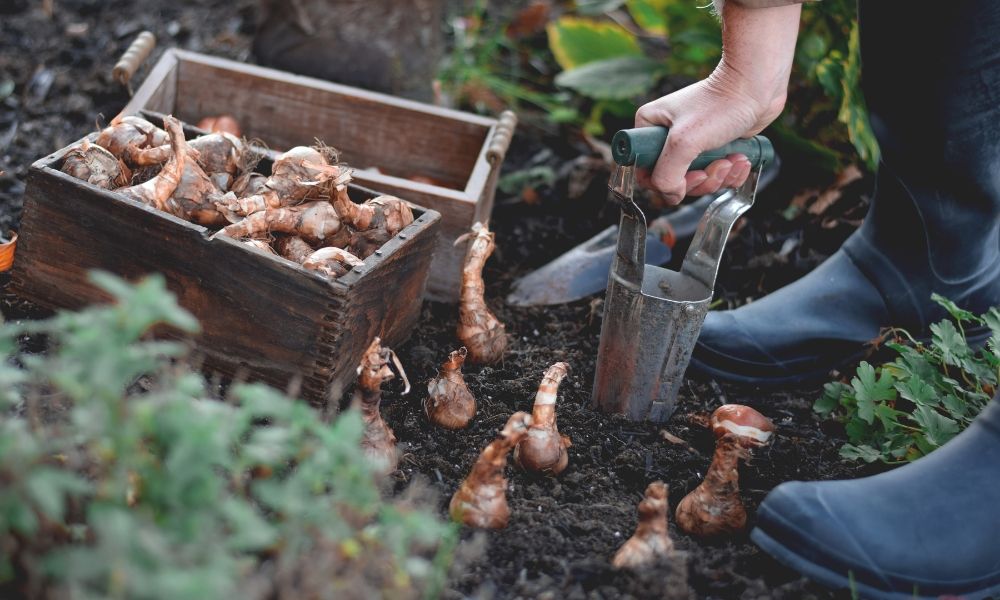 Jusqu'à -30% sur une sélection de bulbes de printemps
