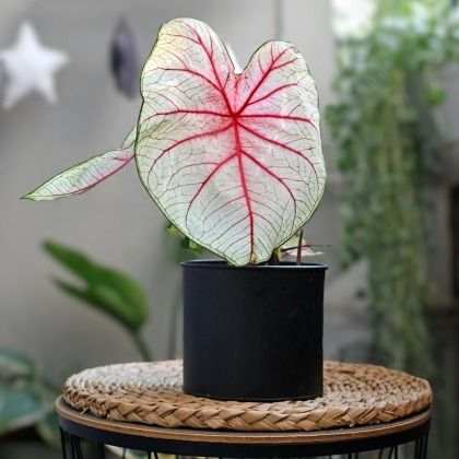 Caladium en intérieur : l'entretien au fil des saisons