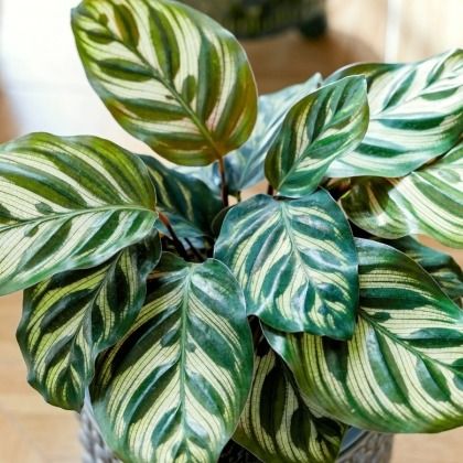 Calathea : variétés, culture, entretien