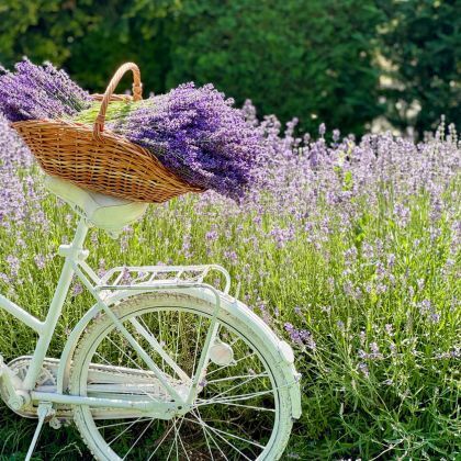 Que faire au jardin en juin ?