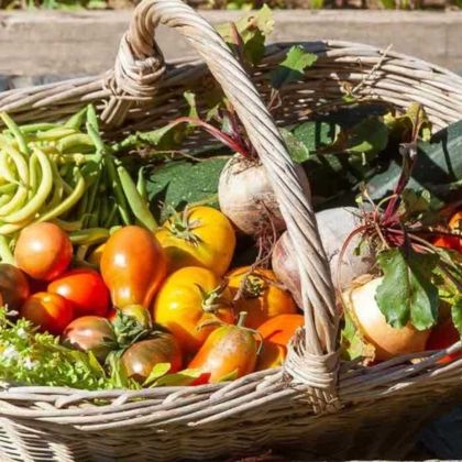 Le calendrier potager - Août