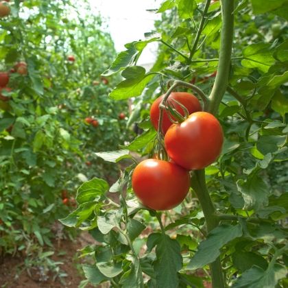 Le calendrier du potager  - Avril