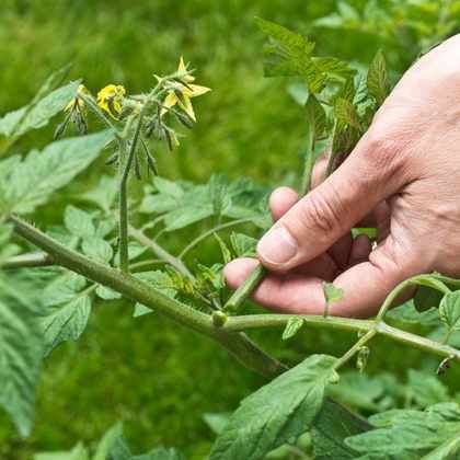 Le calendrier potager - Juillet