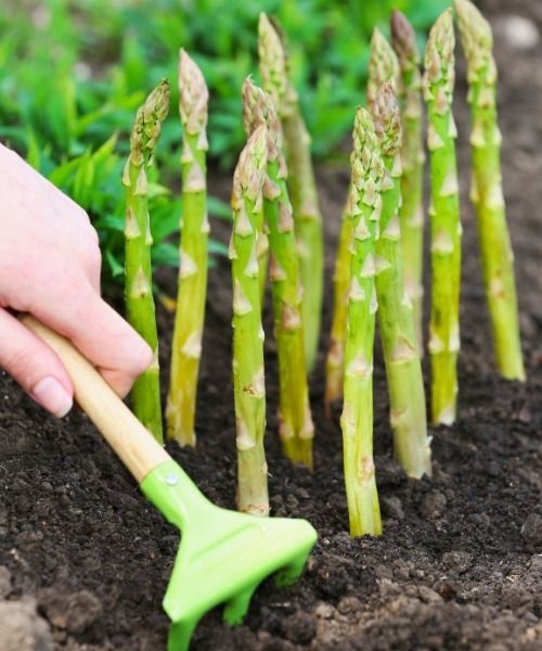 Calendrier potager : mai