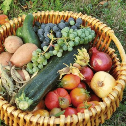 Le calendrier potager - Septembre