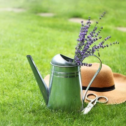 Que faire au jardin en août ?
