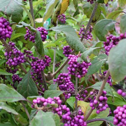 9 plantes incontournables pour animer le jardin en automne