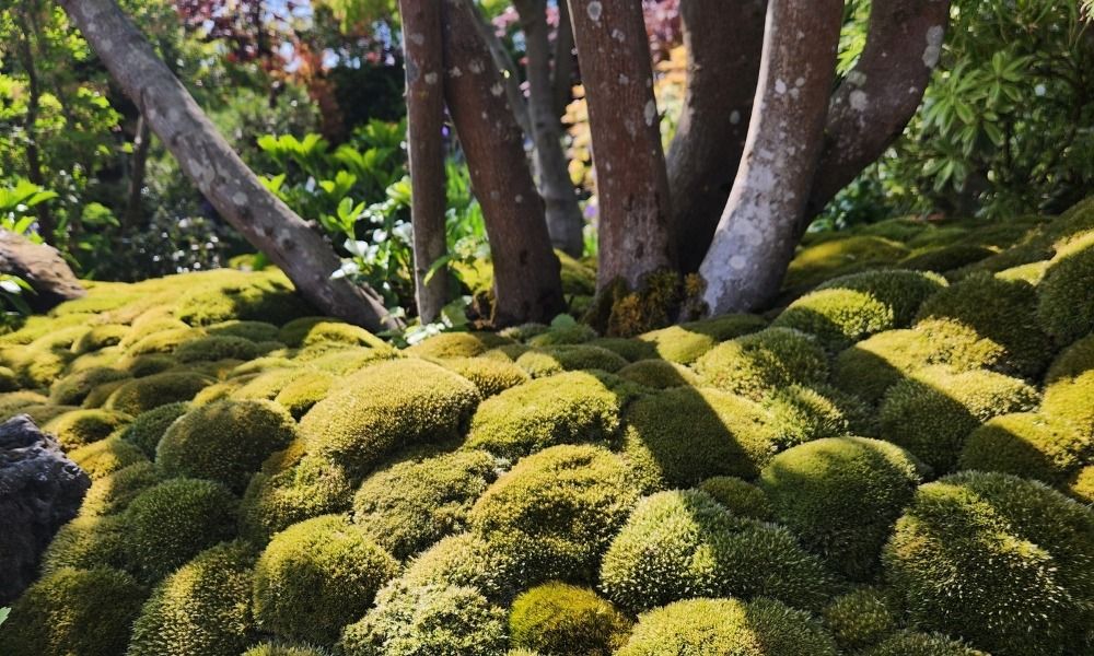 Découvrez toutes les tendances 2025 et inspirez vos jardins