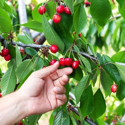 Pourquoi mon cerisier ne donne pas de fruits ?