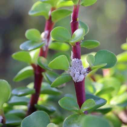 Comment se débarrasser naturellement des cochenilles sur les plantes d'intérieur ?