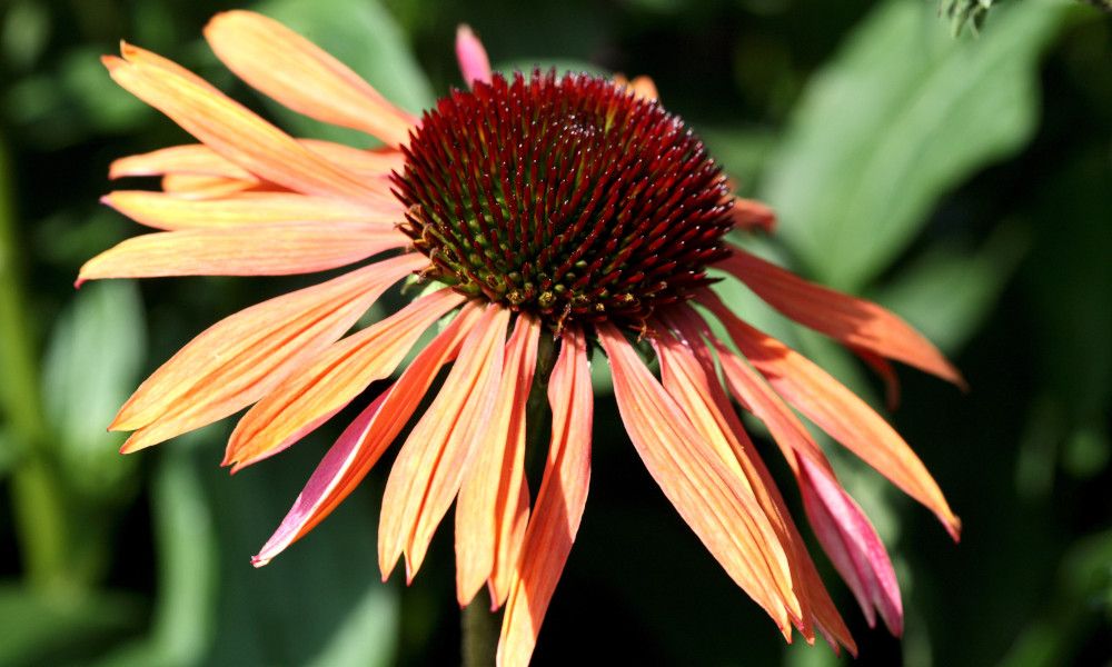 Echinacea purpurea Sundown