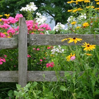 Comment fleurir son jardin à petit prix grâce aux plantes vivaces ?