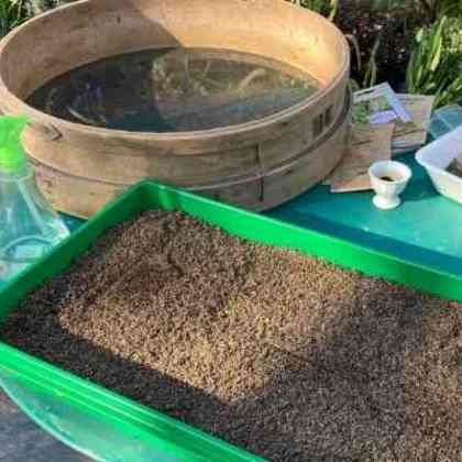 Comment semer en terrine ?