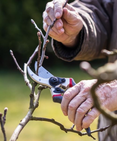 Tout le matériel pour soigner nos arbres