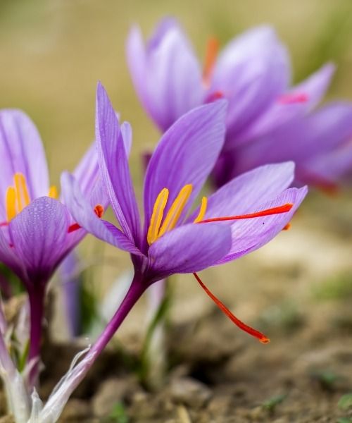 Les crocus safran sont de nouveau disponibles à la commande !
