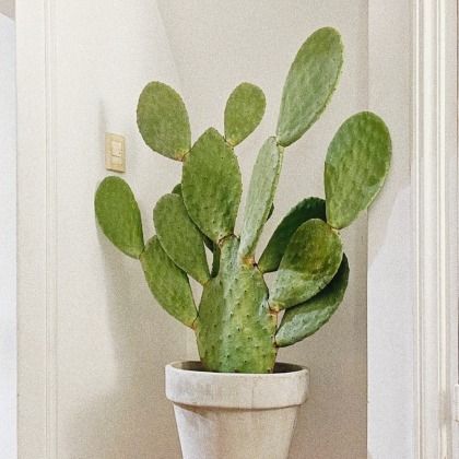 Culture des cactus en intérieur : lumière, substrat, arrosage… tout ce qu’il faut savoir !