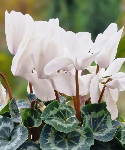 Découvrez le Cyclamen de Perse blanc !