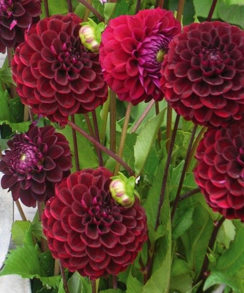 Dahlia balle Dark Spirit 