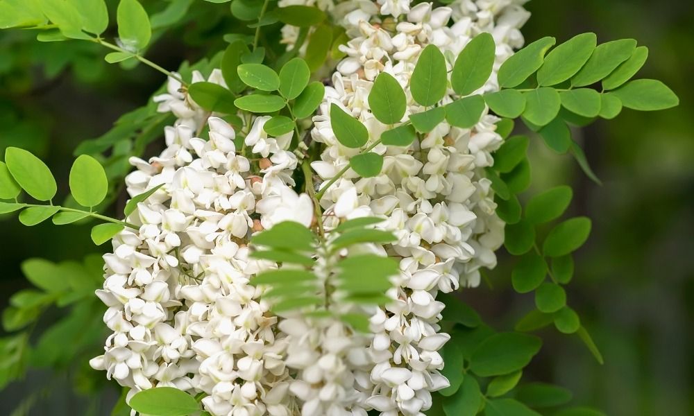 Arbustes, fruitiers, rosiers : jusqu'à -50% sur plus de 100 variétés en racines nues !