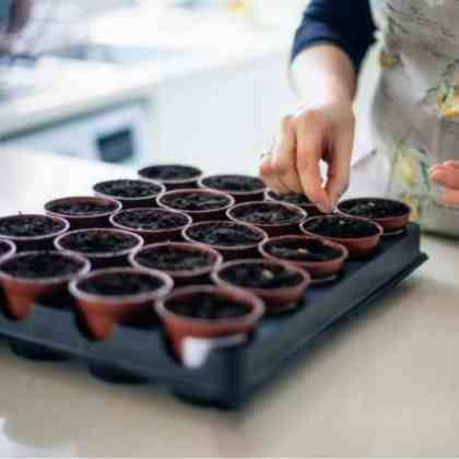 Comment faire ses semis de légumes en intérieur ?