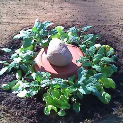 Fabriquer une olla maison pour arroser le jardin